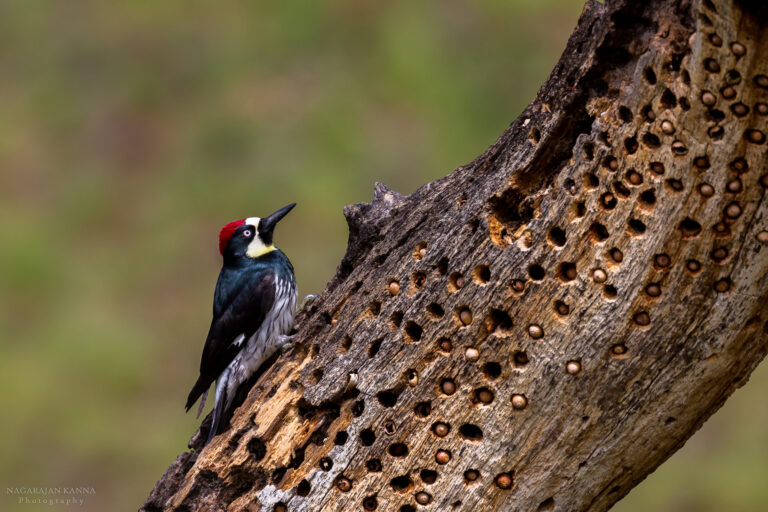 Woodpecker deterrent